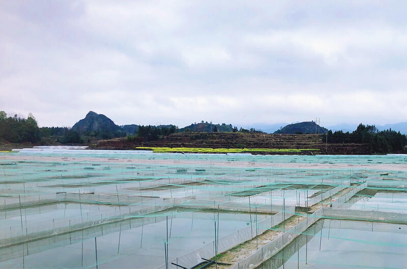 怀化市畜牧水产事务中心赴芷江调研渔业产业链，助推产业项目孵化